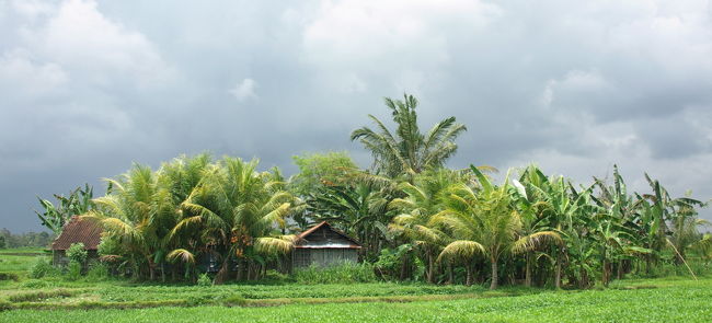 田んぼの中に、オアシスのようなゾーン。