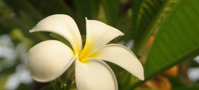 プルメリアを見ながら、待とう。