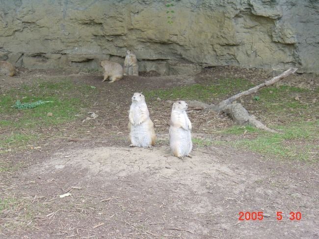 次の日、バドワイザービール工場とセントルイス動物園に行きました。<br />なぜか、ビール工場の写真がありません。<br />工場見学の後、ビールの試飲ができました。子どもやビールが飲めない人にはコーラ等のソフトドリンクもありました。<br /><br />
