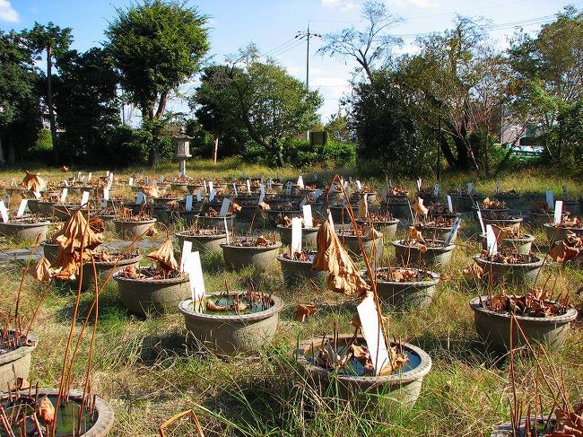 奈良　蓮　名所<br /><br />　　喜光寺<br /><br />少しずつ咲く時期を抑えて、（種類が多い）<br /><br />長く　美しい蓮の花を<br />　　見る事が出来ます。