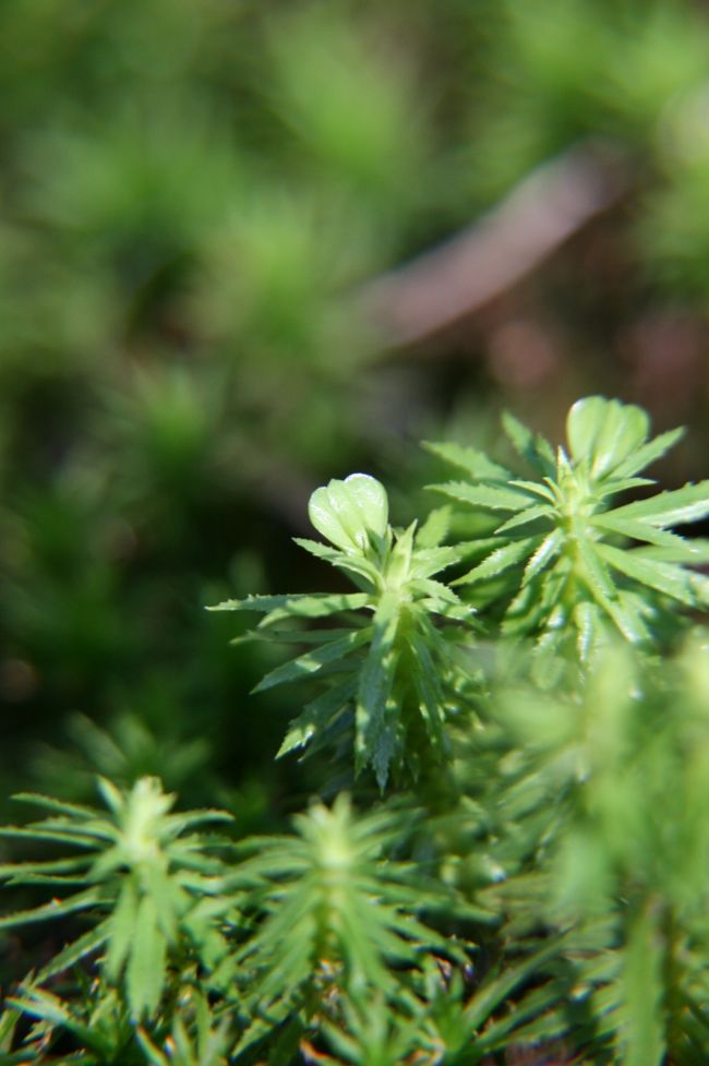 葉っぱの形がちょっとハートみたいで可愛いい♪