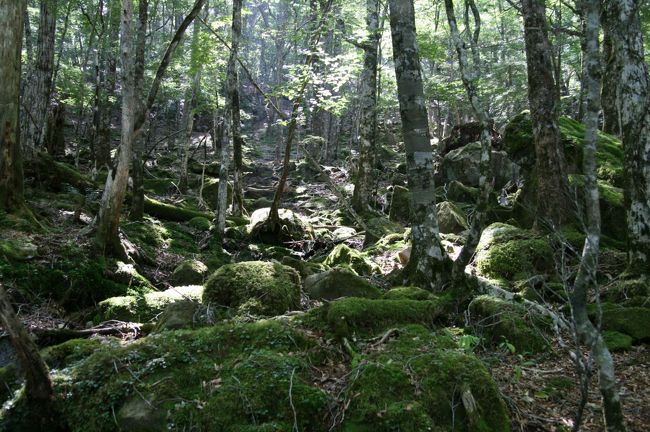 後半は石がゴロゴロした登り坂が何度もあり、かな〜りハード。写真を撮る余裕もなくひたすら歩きました（笑）<br />でもこれでやっと西大台制覇です！<br /><br />何度か通った大台ケ原もこれでラスト。<br />西大台が東大台のようになりませんように。。。<br />