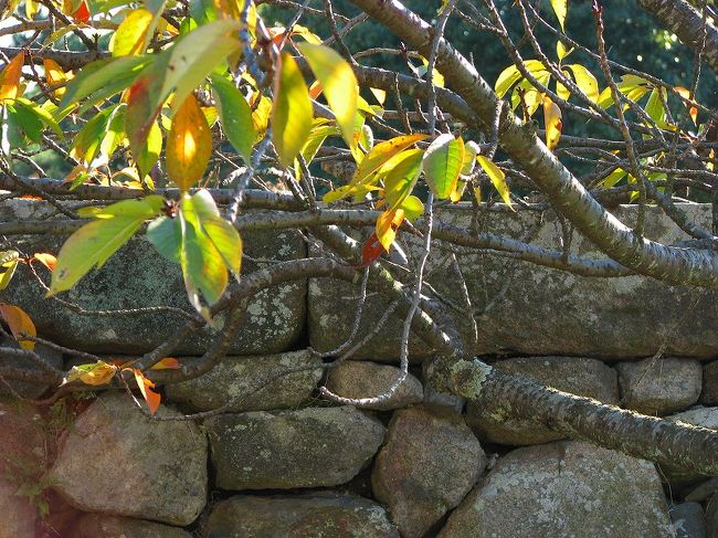 　　秋の午後の日差し