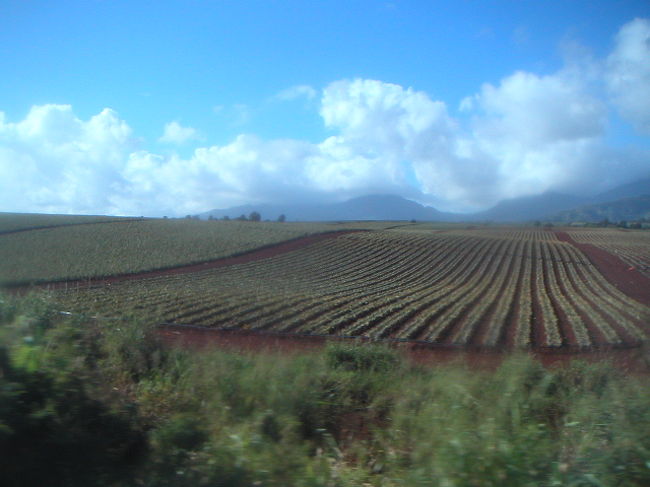 途中、車窓にはパイナップル畑が広がります。