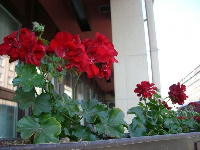 ホテルの入口のお花♪<br /><br />今日もいい天気！！