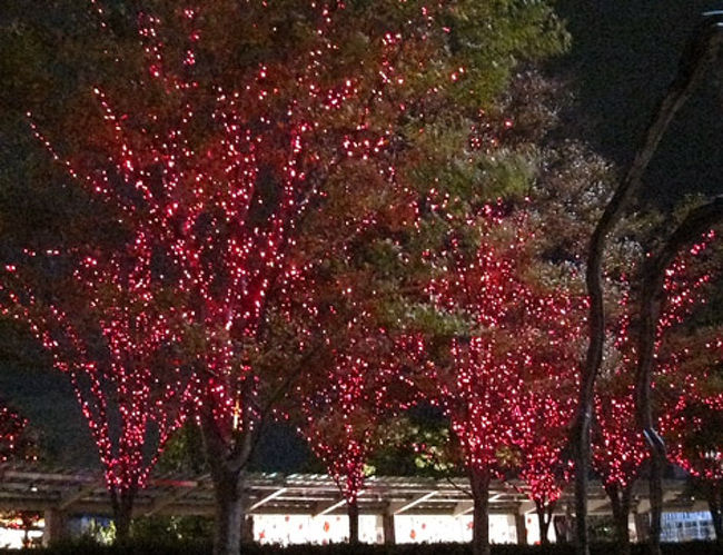 樹木へのイルミネーションも赤一色。情熱的です。