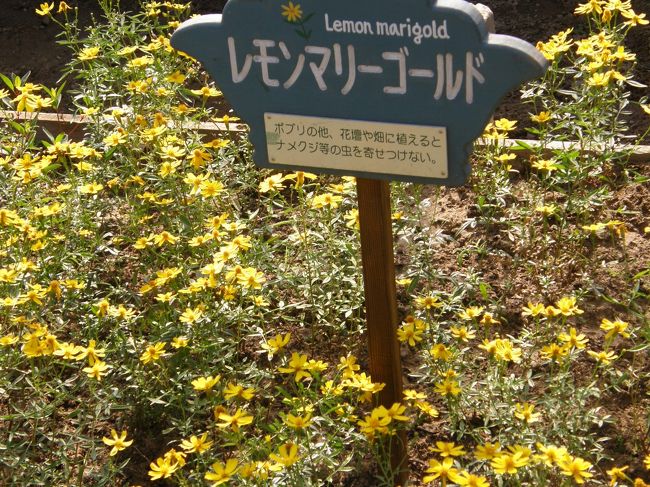 レモンマリーゴールド