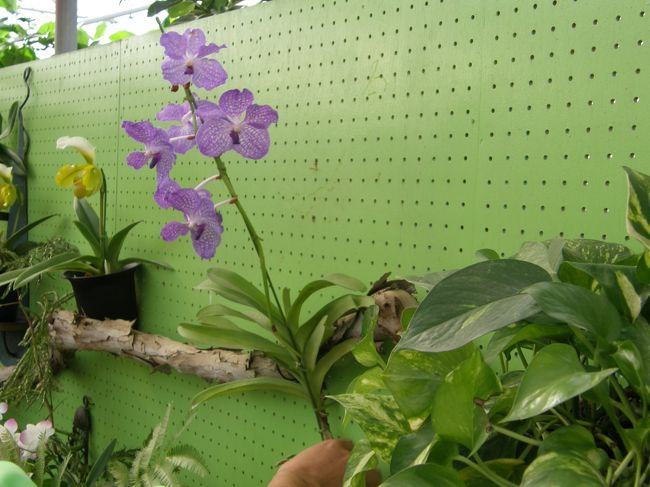 土の要らない、切花のラン