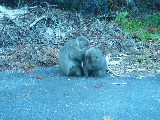 屋久島について’ヤクスギランド’へ行く途中に、サルを見た。屋久ざるというらしいです。動物は朝と夕方に活発に行動するって言ってたな〜今は、まだ２時半ぐらいなんですが、何時でもいいの？