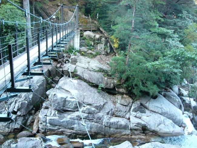 ヤクスギランドでは３０分・５０分・８０分・１５０分の全部で４つの歩くコースがあります。私と母は８０分コースにチャレンジ！！５０分コースまでは、遊歩道があって歩きやすいです。