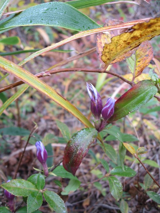 開きかけの蝦夷竜胆みっけ