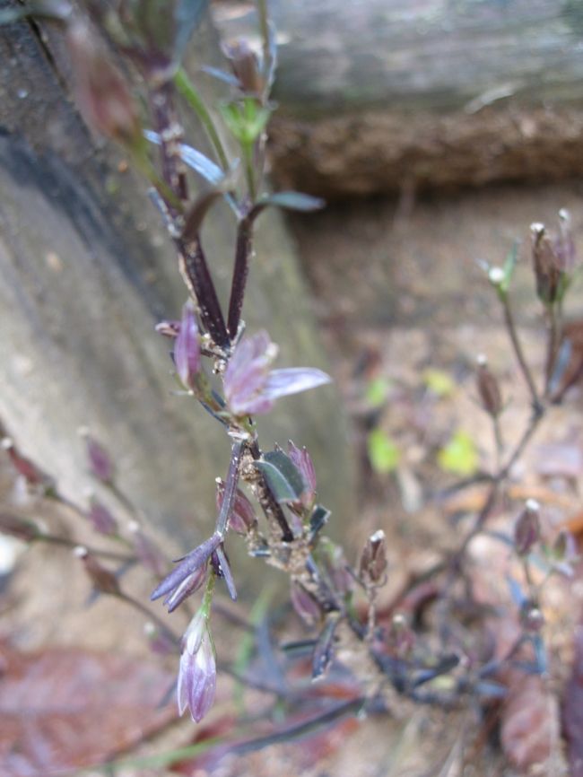 見にくいけれど千振も