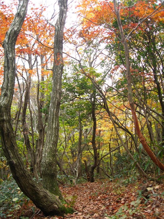 紅葉を楽しみながら<br />アカガシの森へと進みます。