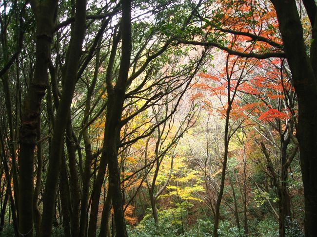 アカガシの森から<br />左手に行くと四季の森コースへ<br />ですが<br />真っ直ぐの健脚コースへ進むことにします。