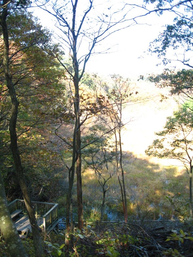 アカガシの森〜ブナの森〜ヒノキの森と<br />健脚コースを歩き<br />今回のお目当て湿原が見えて来ました。