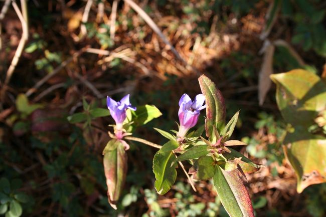 健脚コースへの分かれ道に戻ってきましたら<br />ご苦労さんとばかりに<br />花開いてくれていた竜胆に嬉しくて