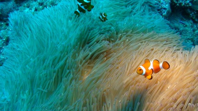 いつ見ても可愛いクマノミ。ちなみに４本目のポイントは『鳥島の沖』だ。