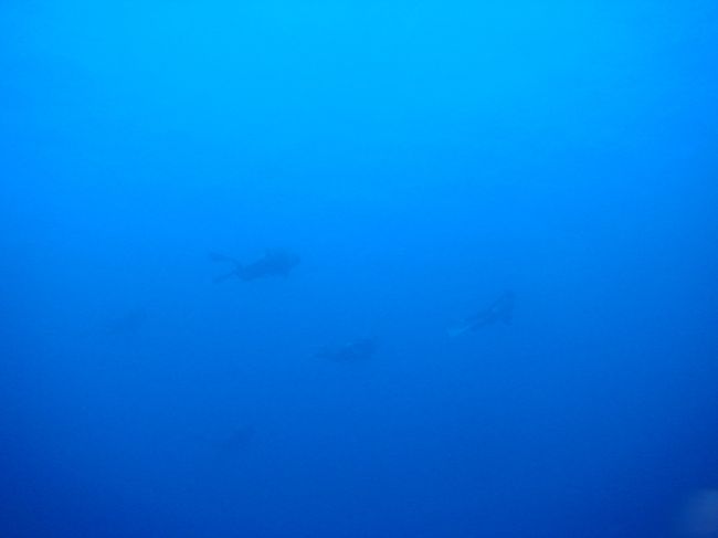 見えるかな？中層を泳ぐダイバー。