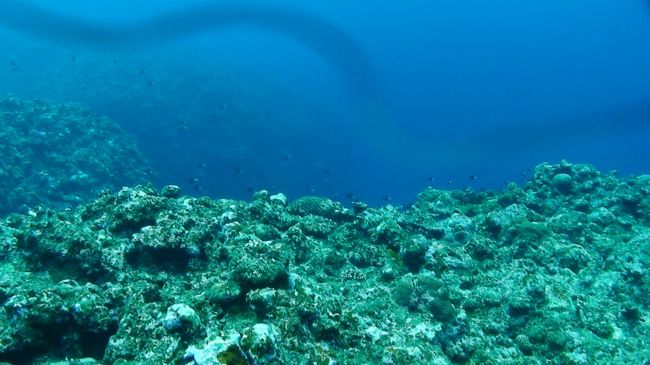 ６本目は２度目の『パイナップルバレー』だ。