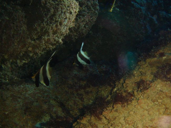 ライトの光量が足りん！