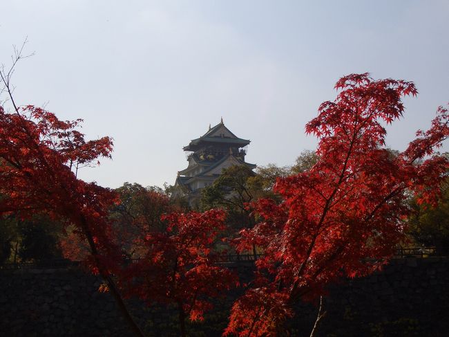 石垣の蔦と紅葉