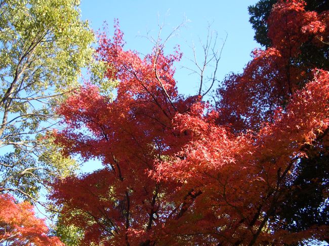 前庭の木立の紅葉。