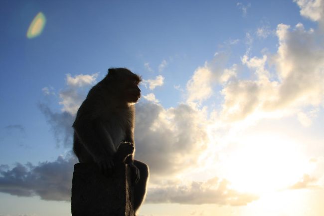 バリでは猿は神の使いと保護されており、ウルワツ寺院でもそこらじゅうで走り回ってます。帽子・水・髪飾りその他、油断してると取られちゃうそうです。実際、ミネラルウォーターを取られてる観光客がいました。
