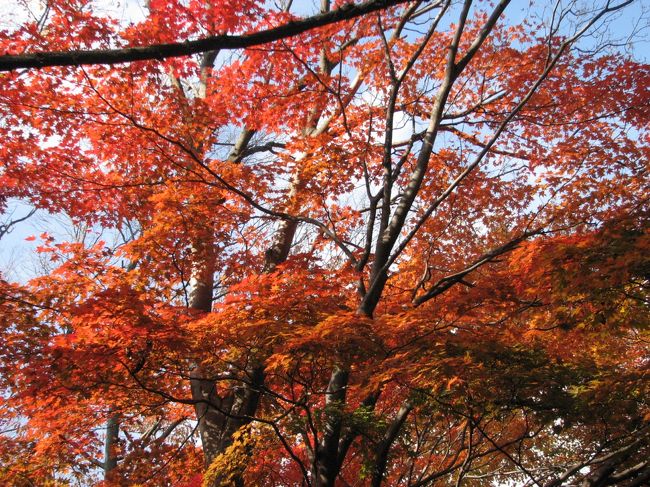 晩秋の色を求めての旅 その 顔振り峠 黒山三滝ハイキング 埼玉県の旅行記 ブログ By Tsunetaさん フォートラベル