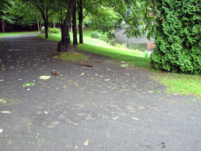 リスが走ってる！