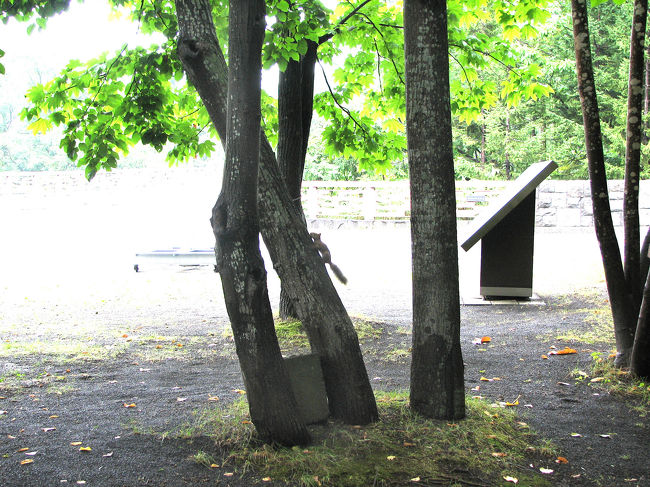 木に登っていきました。