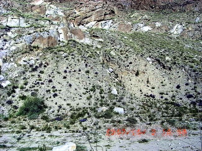 九月末は高山植物のシーズンではないのでコスモス以外の花はみかけませんでした。初めて見た野性の花。ガイドさんも添乗員さんもまるで興味がなかったみたいですが　何という花でしょうか？　ご存知の方　教えていただければうれしいです。色々調べましたがわかりません