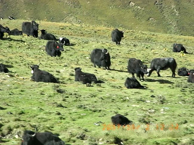 ヤクの放牧。ヤクもなんとなくのんびりみえます。