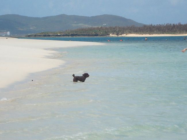 い〜ぬ〜！<br /><br />いいな。いいな。<br />私も小太郎とここで遊びたい！<br /><br /><br /><br />思いあまって、飼い主さんにインタビュー。<br /><br />ーこのワンちゃんはどちらから？<br />「僕たちと一緒に東京からです〜」<br />ーホテルにドッグフレンドリールームがあるんですか？<br />「いや〜それがないんですよ。<br />だからホテルにいる間は<br />レンタカーの中でお留守番なんです（しょぼん）」<br /><br /><br />うーん、そりゃ犬が可愛そうだ。<br />飛行機に乗せられ、着いたと思ったら今度は車にお泊まり。<br />こっそりホテルに連れ込んじゃう人もいるかもな。<br />いっそのこと海外のホテルのように１泊プラス何千円とかで、<br />犬も一緒に泊まれるお部屋があればいいのにな。<br />もちろんトイレのしつけや、立ち入り区域の限定など<br />マナーは遵守で！<br />みんながみんな、犬が好きなわけじゃないからね。<br /><br />でも犬好きとしては、もしドッグフレンドリーになったら、<br />シーズンオフでも行っちゃうかも〜！<br />うん、間違いないね。