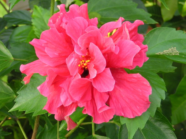 バリ島の家の庭に咲く八重咲きのハイビスカスの花