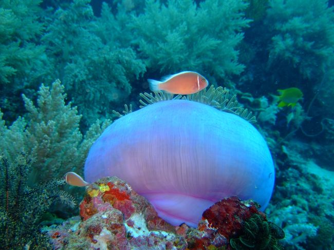 1日目<br /><br />この日はバリカサグへ。<br />狙いはもちろんバラクーダ！！<br /><br />しかし、ブラックフォレストとカテドラルという<br />ポイントで潜るも、結局遭遇出来ず(ノ_-)