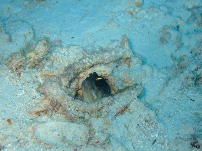 3本目はスミロン島サンクチュアリへ。<br /><br />ゴールドスペックジョーフィッシュ。<br />初めて見ました♪<br />かわいい！