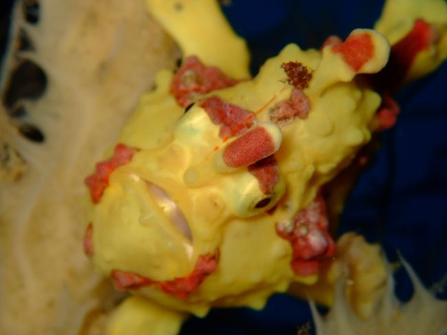 アポ島で見たクマドリカエルアンコウ。<br />う〜ん、かわいい♪