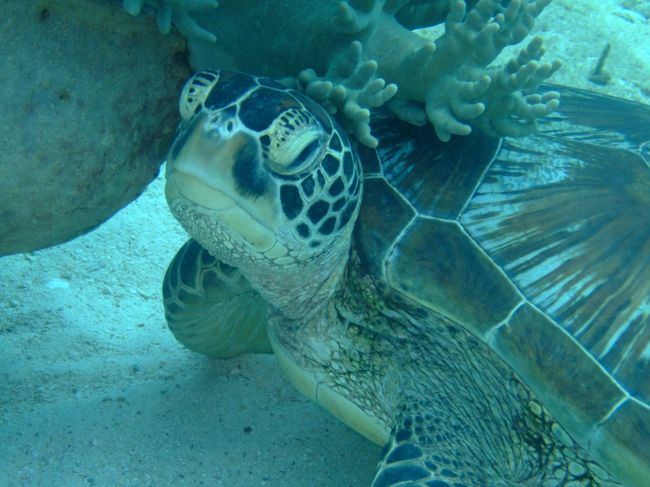 2本目・3本目は再びバリカサグへ。<br /><br />しかし、やはりバラクーダは留守・・・。<br />5月の那覇で海運は使い果たした模様。