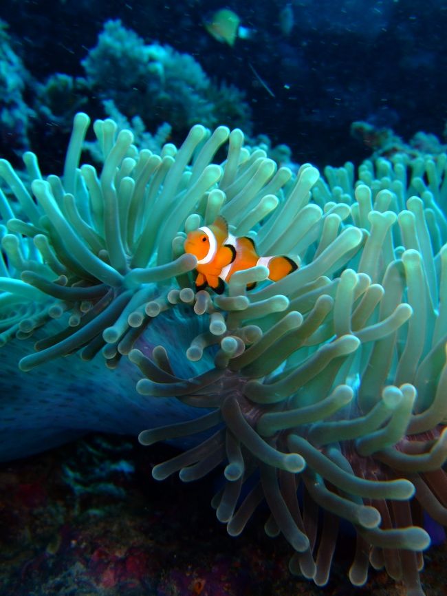 やっぱりかわいいカクレクマノミ。