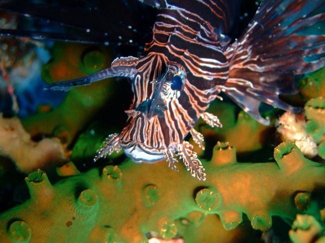 ハナミノカサゴのアップ