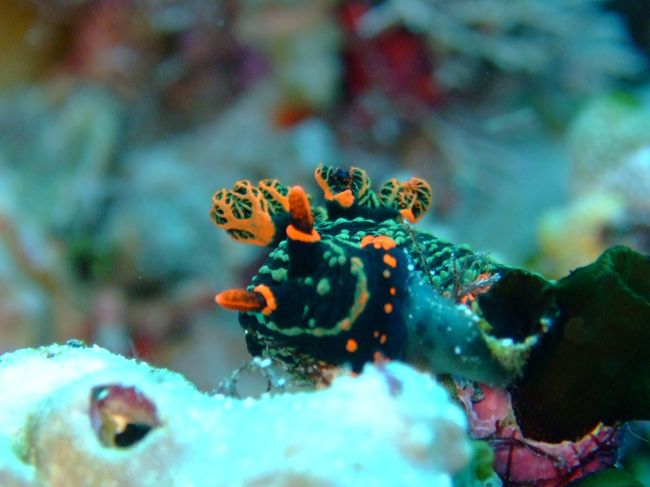 ウミウシ好き♪