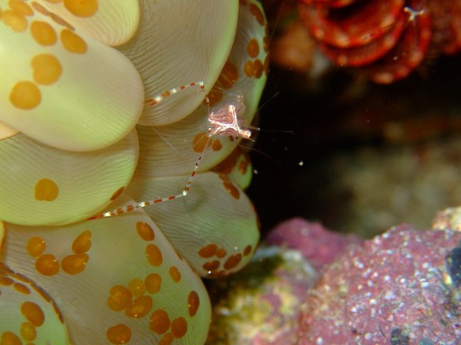 ロングクロウシュリンプ