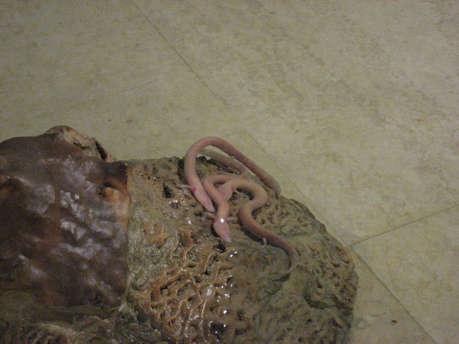 鍾乳洞に生息する類人魚．<br /><br />1年近く何も食べないで生きられるという生物．<br />目は退化し，エラ呼吸と肺呼吸を使い分ける．<br /><br />