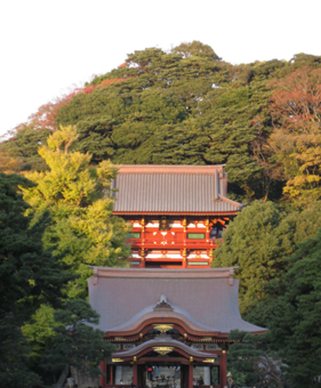 今回はバスを使わず、まずは鎌倉観光の王道である鶴岡八幡宮へ向かいます。さすがに紅葉の季節。<br />人がいっぱいでした。