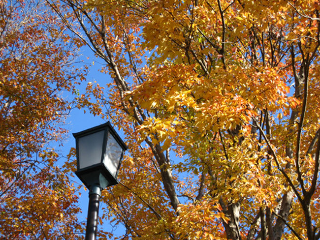 まずは源平池の東側（源氏池）のイチョウです。<br />源氏池には島が三つ。<br />