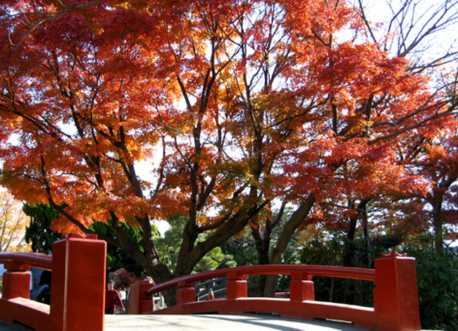 次に源平池の西側（平家池）にかかる橋とモミジです。平家池には島が四つ。四は死（滅亡）をあらわし、三は産（繁栄）をあらわしているのは有名な話ですね。