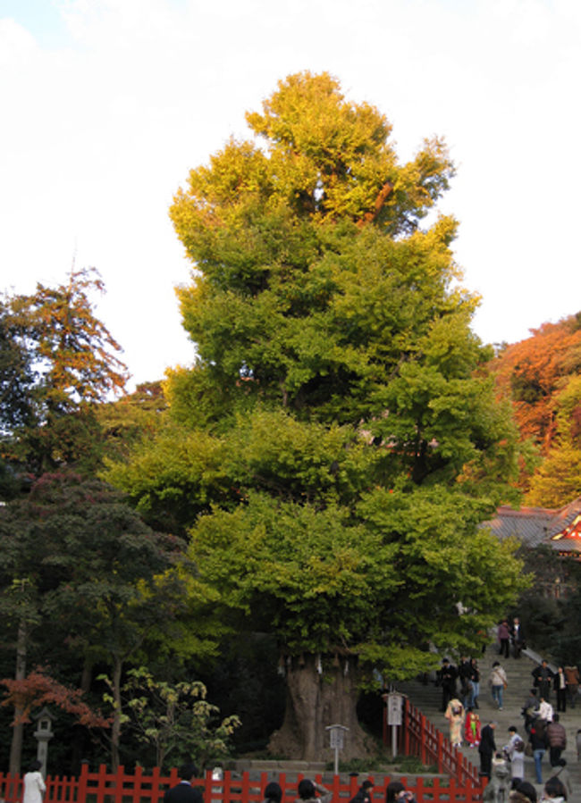 大銀杏の御神木です。こちらはまだまだ緑色の葉が多く、紅葉は先のようです。この銀杏の木は、三代将軍実朝公を殺めるために公暁が隠れていたところとされています。
