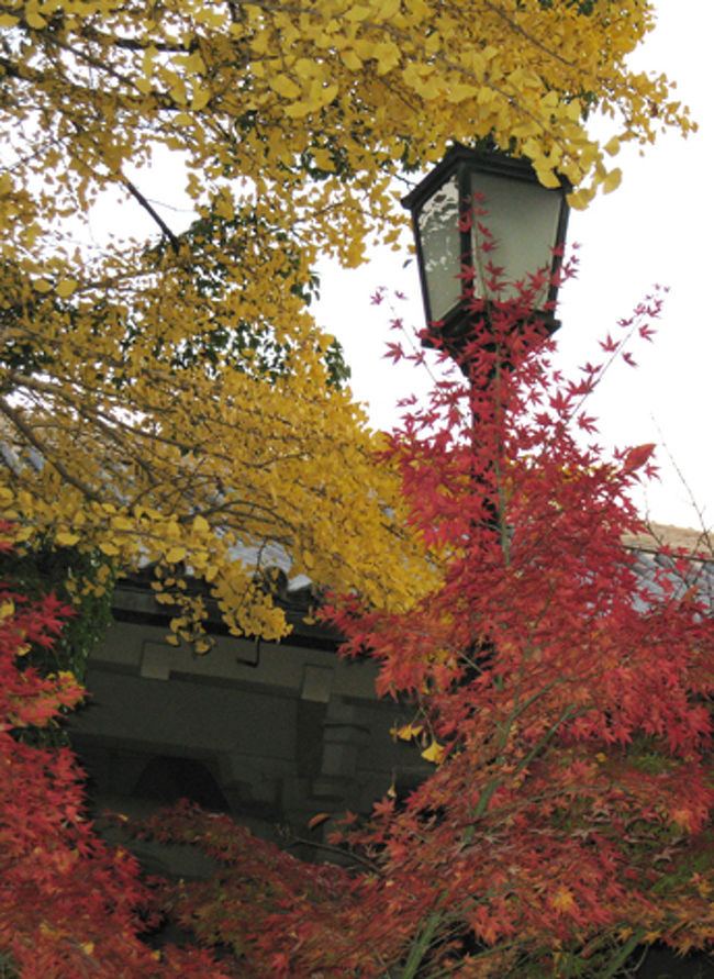 白旗神社の横に綺麗に色づいたモミジと銀杏がありました。街灯にへばりつくような格好が面白かったので撮ってみました。