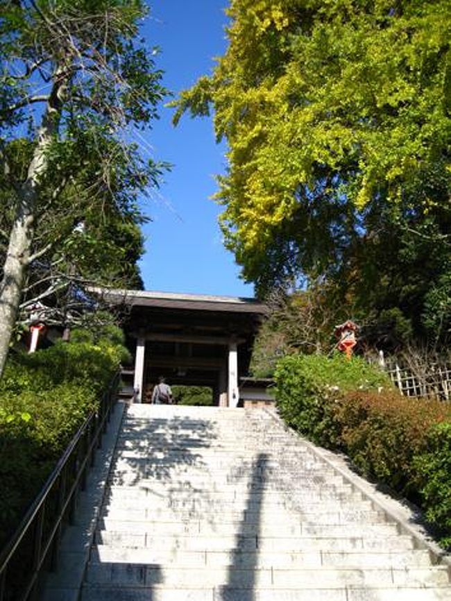 まずは荏柄天神社。ここは学問の神様、菅原道真が祭られているため、受験シーズンは人気の神社です。道真といえば、やはり梅の花。大銀杏の紅葉も迫力がありますが、梅の季節が良いそうです。<br /><br /><br />