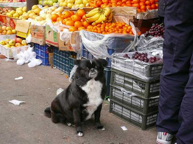 誰にも相手にされず、たたずんでました。<br />よく道端をかわいらしく走っている犬は、狂犬病の注射をしてないことが多いらしいですからご注意を。